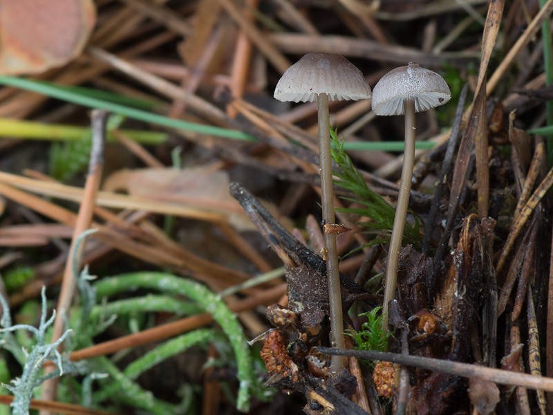 Mycena clavicularis